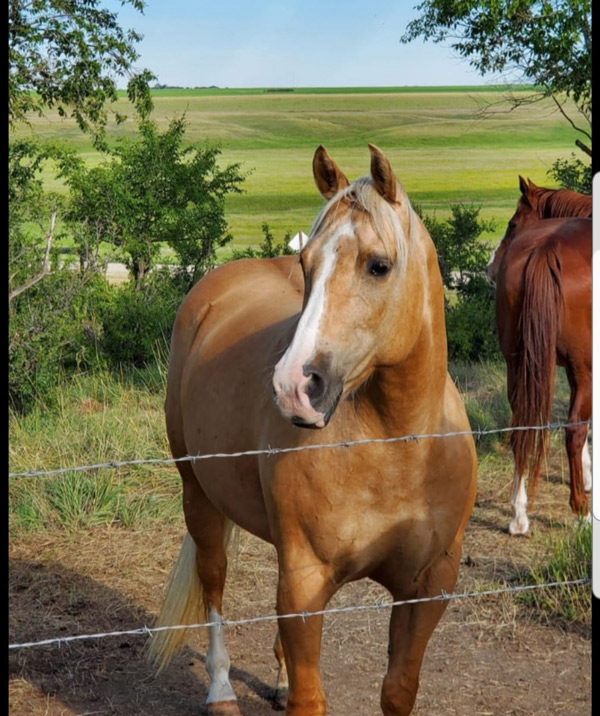quarter horse mares bred for cutting and western pleasure