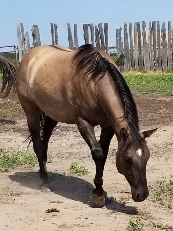 quarter horse mares bred for cutting and western pleasure